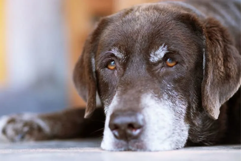 Joint Pain in Dogs: Signs, Causes & Treatment