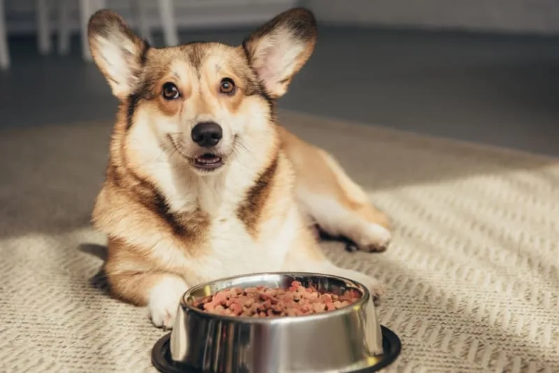 How to Choose Dog Food: What Is the Best Food for Dogs?