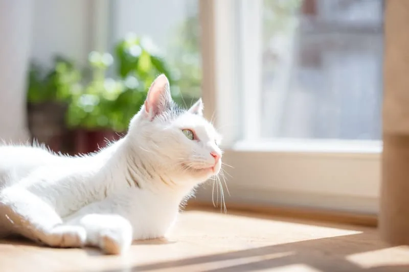 Diagnosis & Treatment for Lymphoma in Cats