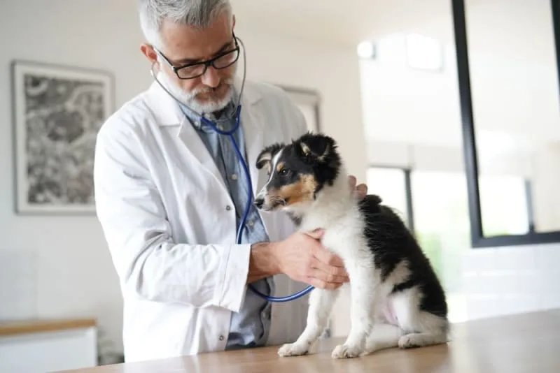 Making the Most of Your Pet's Routine Exam: What to Ask Your Vet