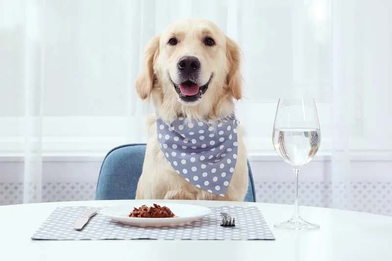 How to Choose the Best Food for Your Dog