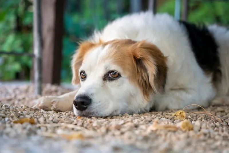 Dog Tooth Extraction: What To Expect