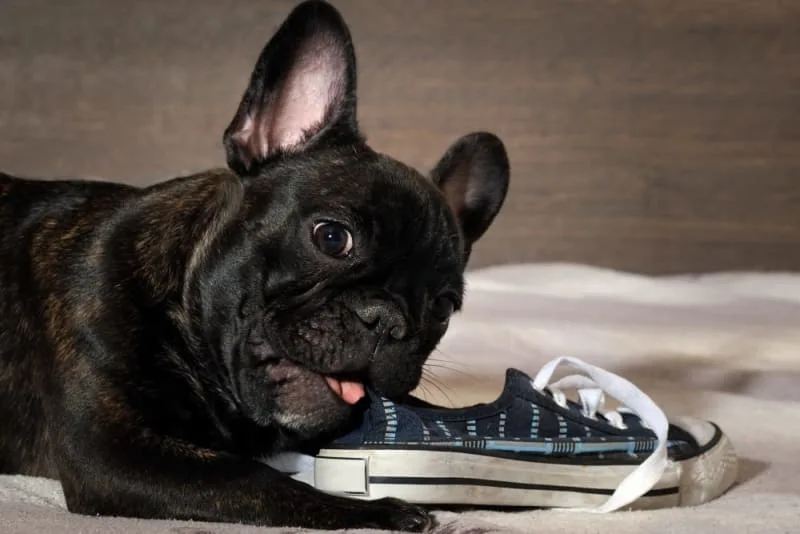 Dog Chewing Problems: Why They Chew & How to Stop Them