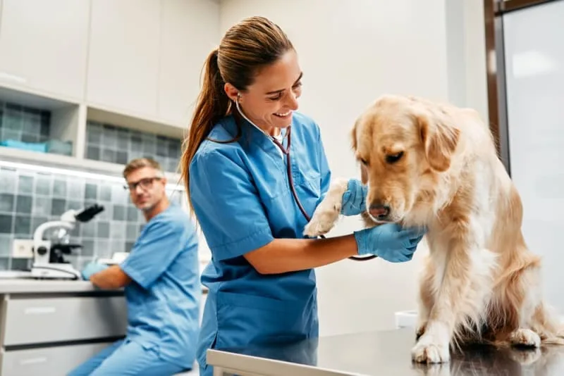 Thyroid Hormone Testing in Dogs