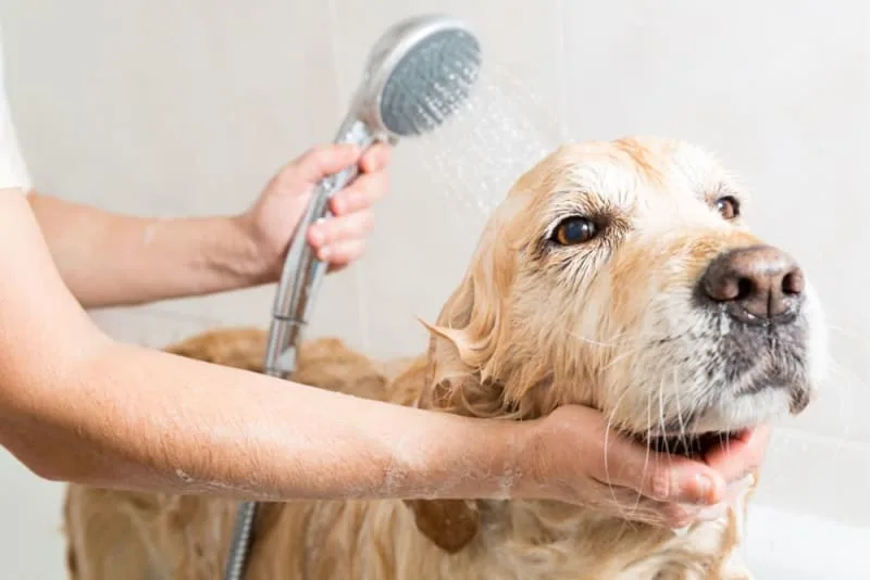 How often should I bathe my dog?