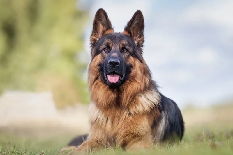 What To Know & What To Look For When Boarding Your Dog