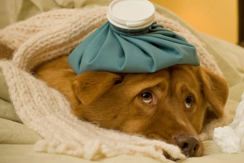 The Most Common Dog Illnesses: Symptoms and Treatment