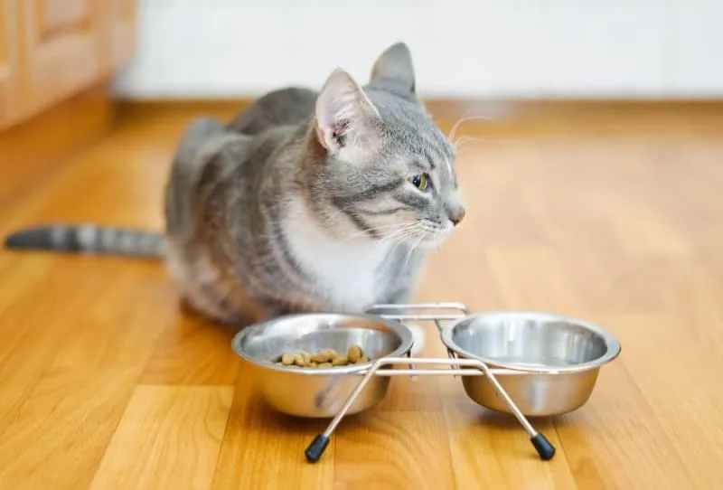 My Cat Won't Eat: Is This an Emergency?