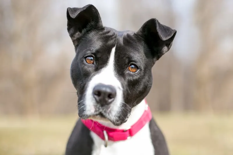 Your Guide to Orthopedic Surgery in Dogs