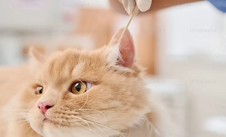 A gloved hand uses a cotton swab to clean the ear of a long-haired cream cat, which is gently held during a checkup.