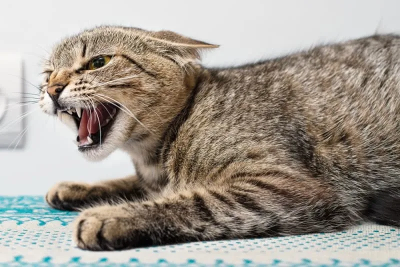 Rabies in Cats