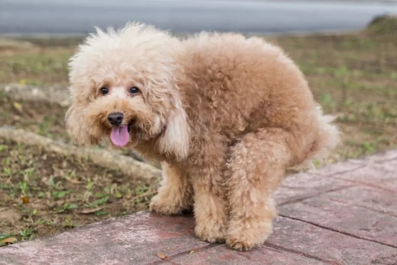 The Importance of Regular Fecal Exams for Pets