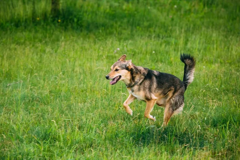 My Dog Is Limping! How Can I Help?