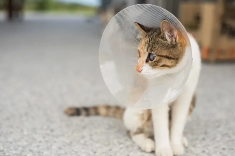 Getting Your Cat Fixed: A Step-by-Step Guide