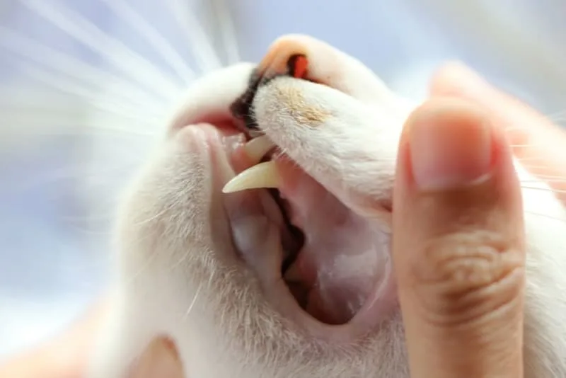 Stomatitis in Cats: Everything You Should Know