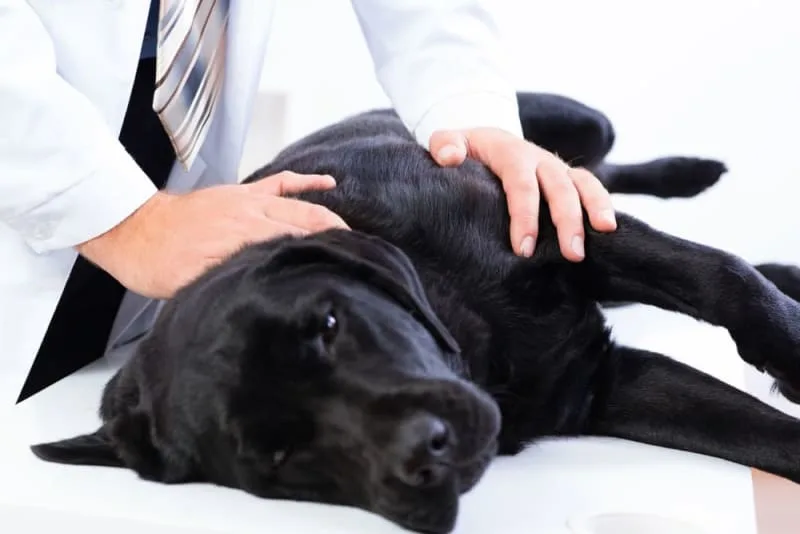 Ehrlichiosis in Dogs
