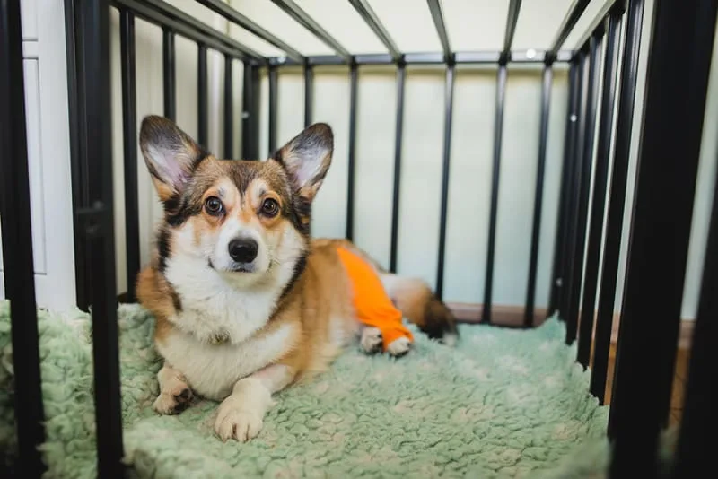 What should I do if my dog or cat is bleeding?
