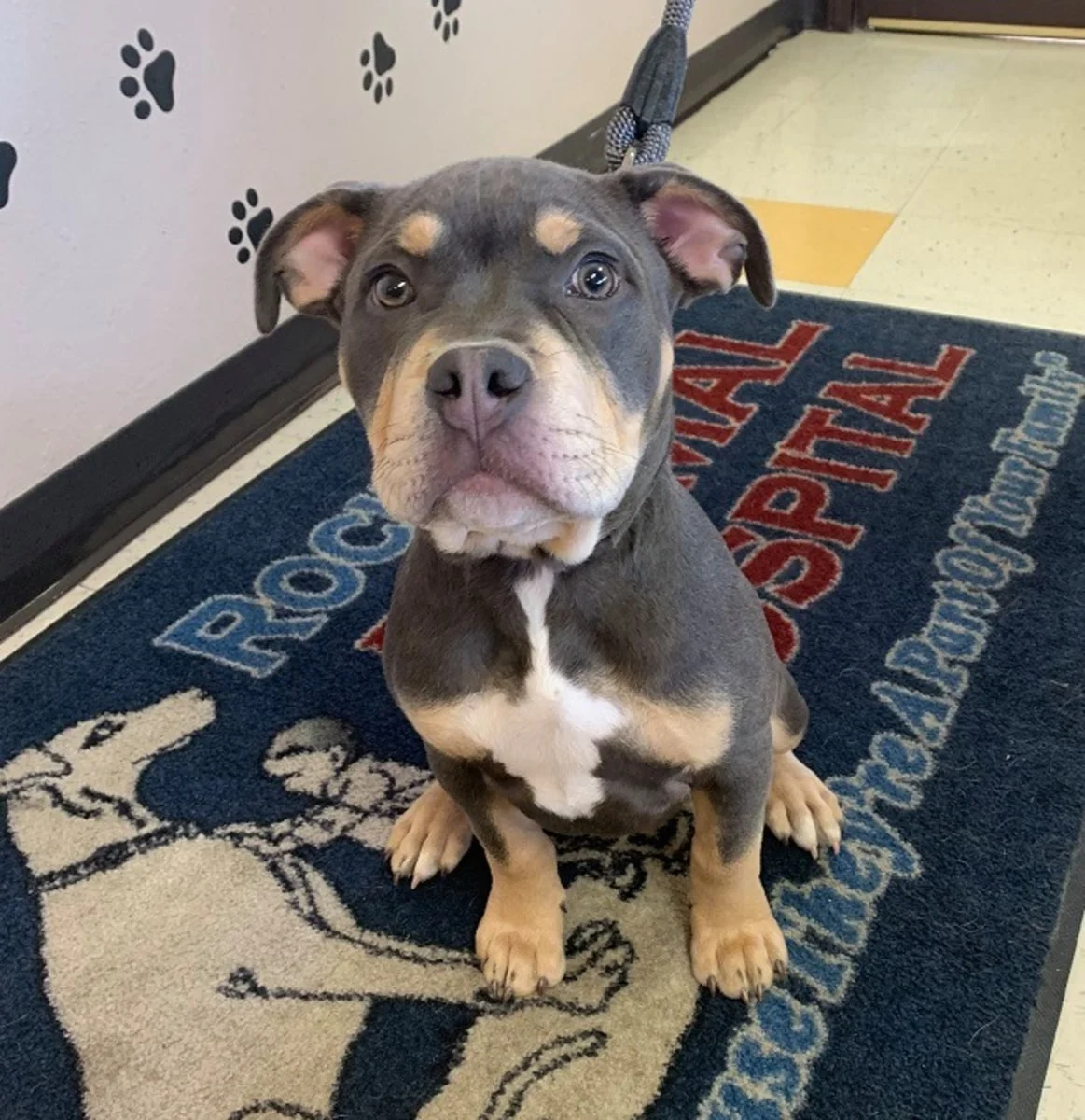 Rocklin Road Animal Hospital 11