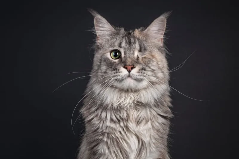 Eye Removal (Enucleation) in Cats