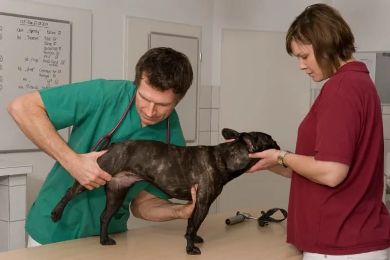 Surgery Options for dog Hip Dysplasia