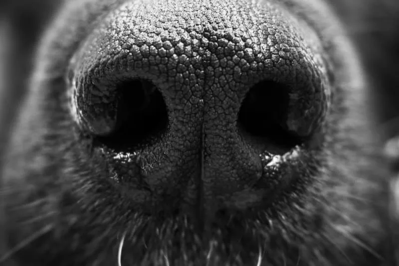 Senior Dog Nose Dripping: Causes, Care & Comfort