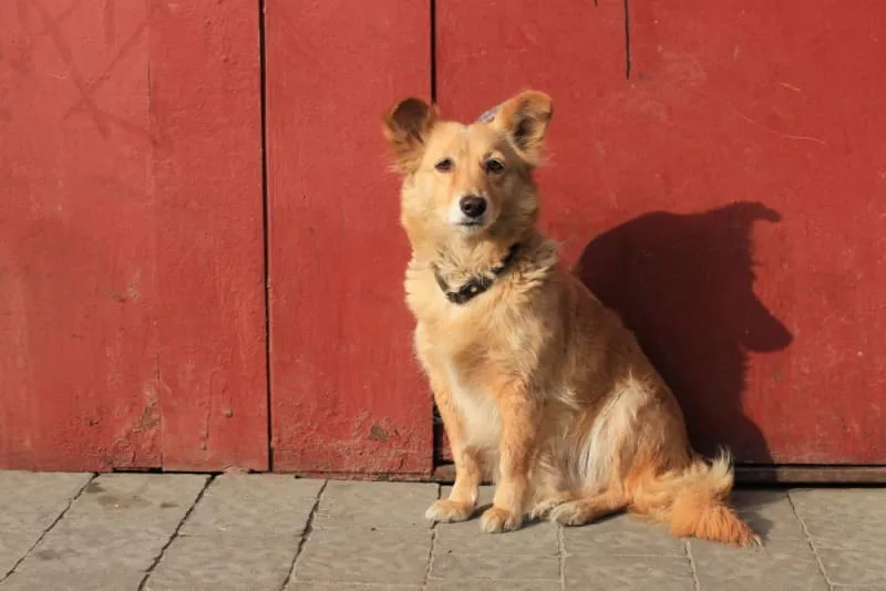 Dog Ringworm: What Does Ringworm Look Like on a Dog?