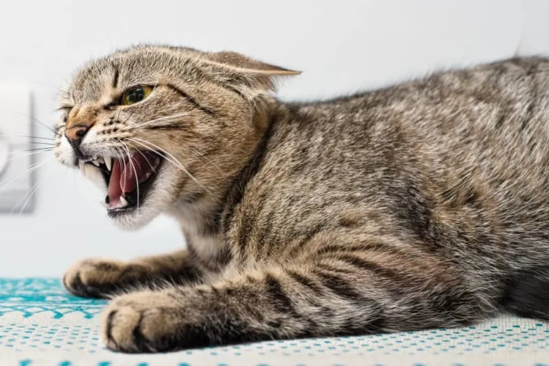 Rabies in Cats