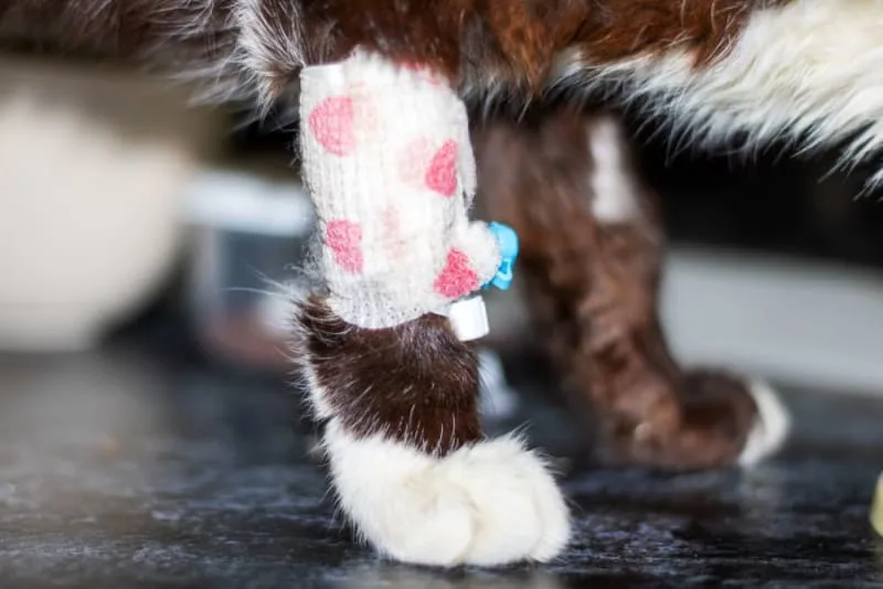 Cat Wound Care 101