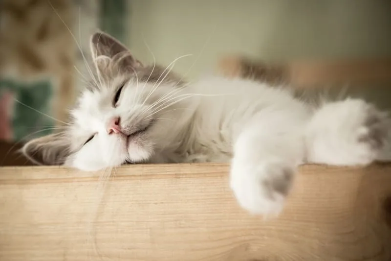 Cushing's Disease in Cats