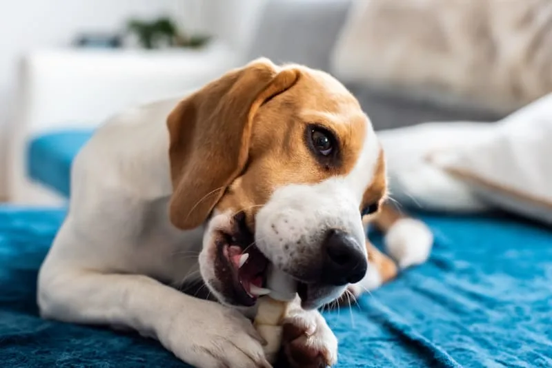 Why Dogs Chew & How to Stop Them From Chewing