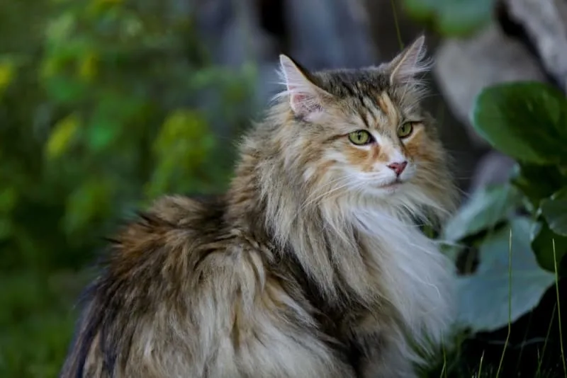 Understanding Blood Tests for Cats