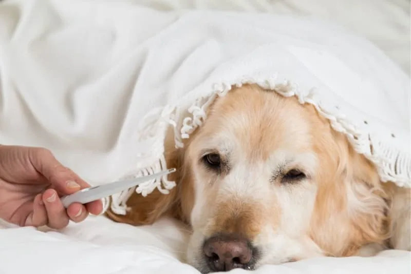 Fever in Dogs: Causes & Symptoms