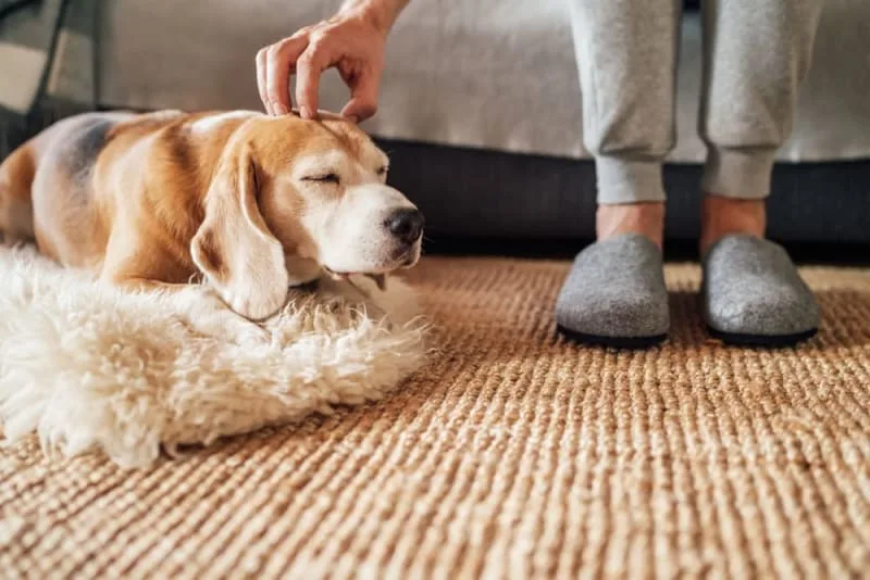 TPLO Surgery in Dogs