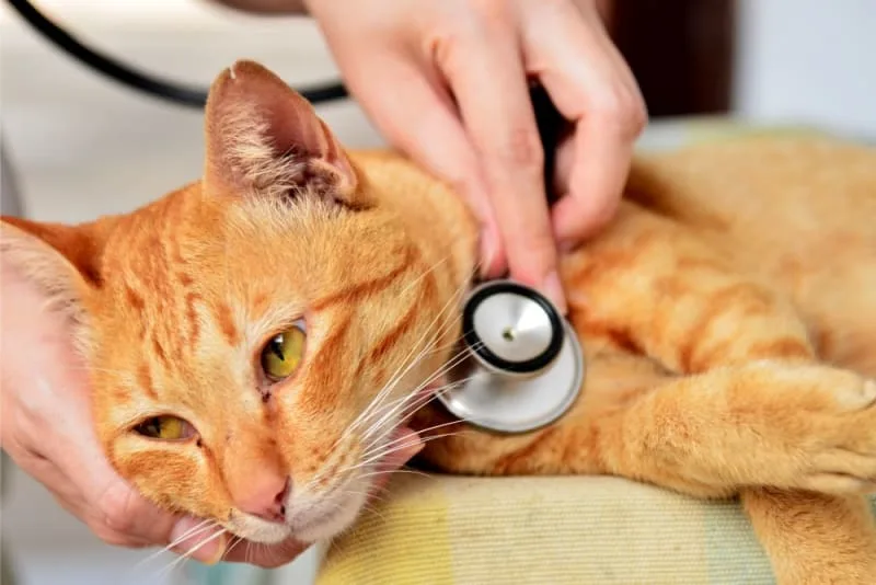 Fever in Cats