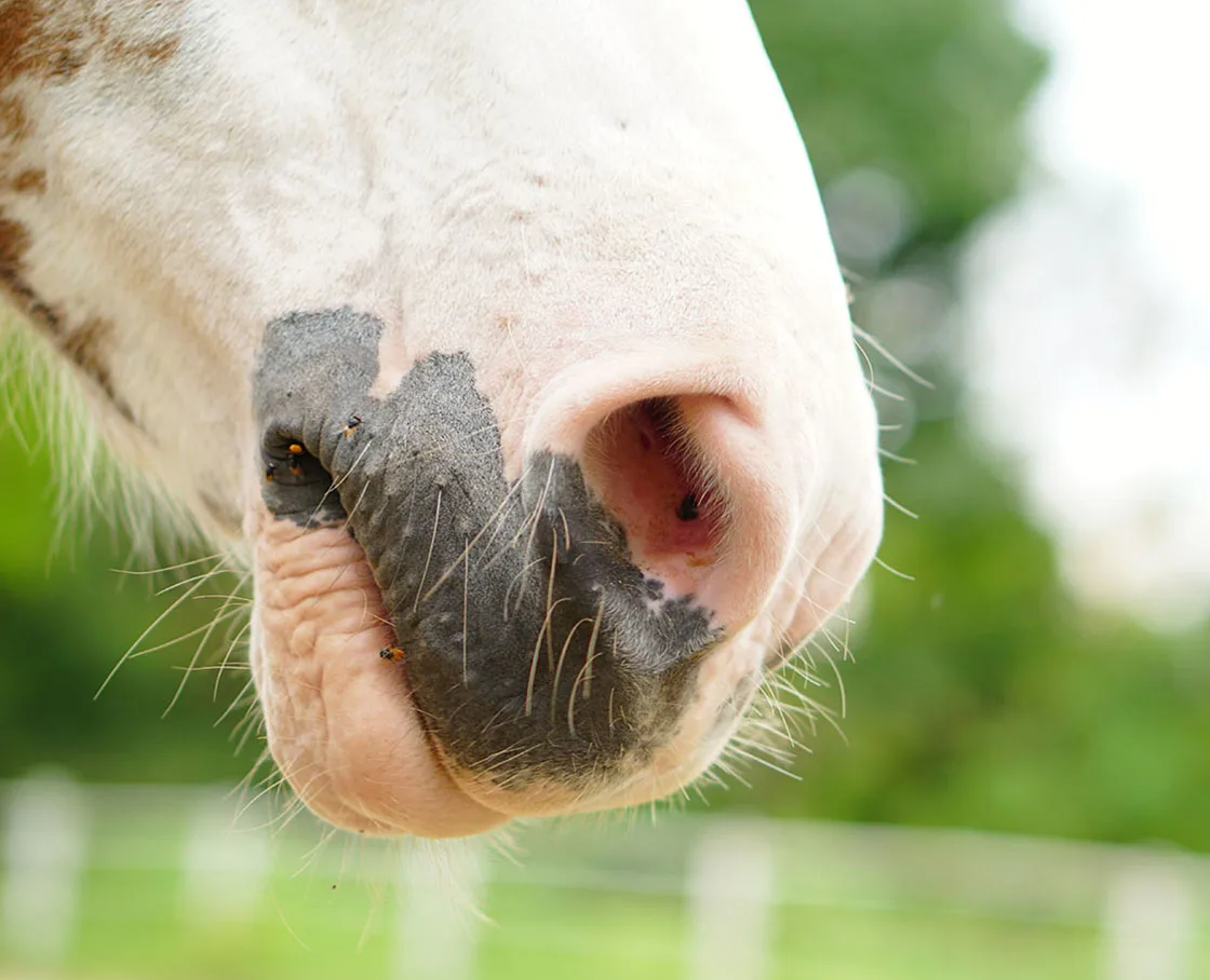 horse nose