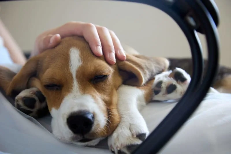 Signs of Pain or Discomfort in Dogs