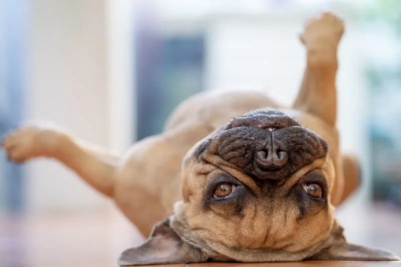 Your Guide to Diagnosing & Treating Mold Allergies in Dogs