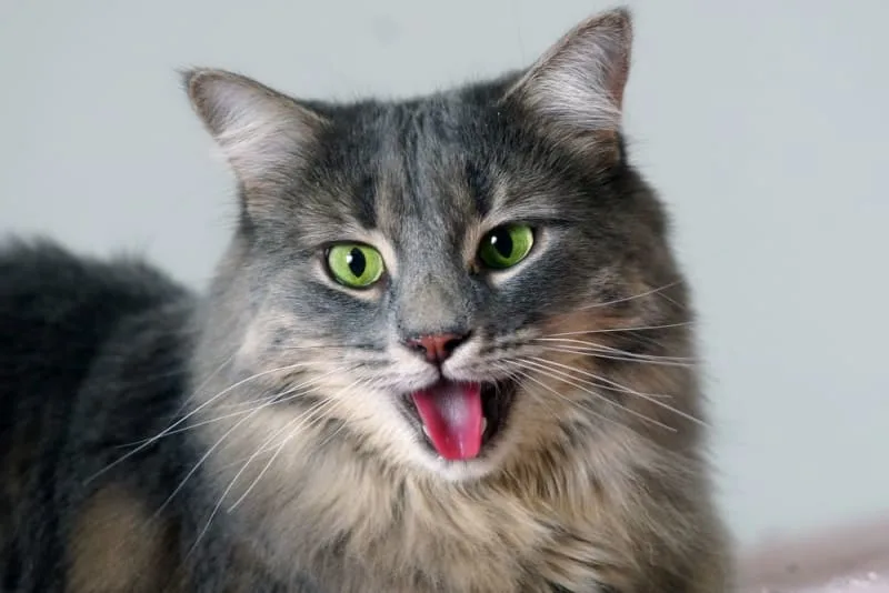 Bordetella in Cats