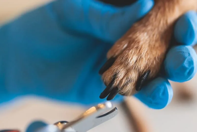 How Can I Trim My Dog's Nails?