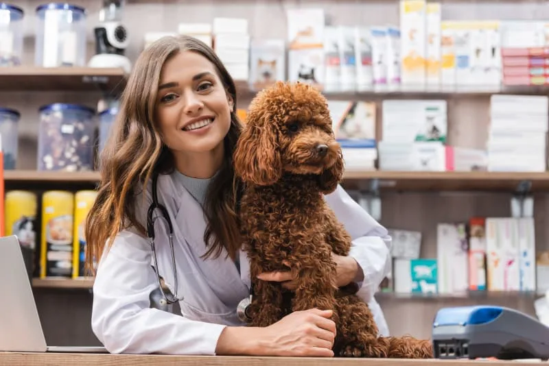 Why Your Dog Needs Blood Testing