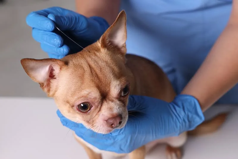 The Benefits of Acupuncture for Dogs