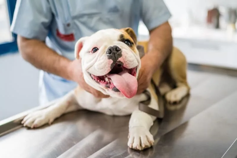 How Often Do You Take a Dog to the Vet?