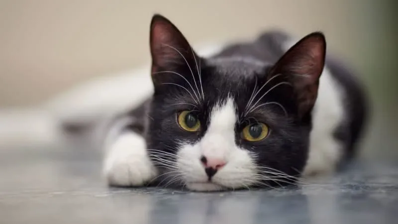Why is My Cat Limping?