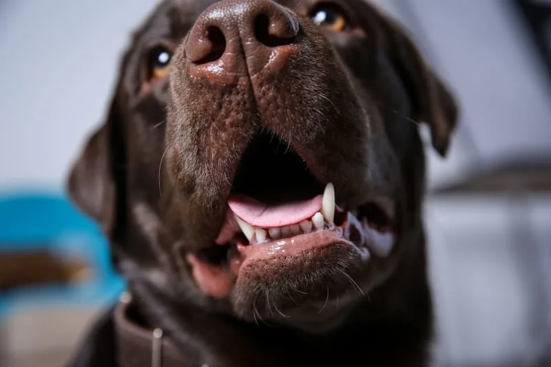 Common Dental Issues in Dogs