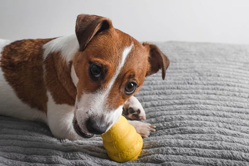 What bones can dogs eat?