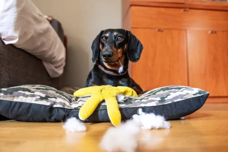 Why does my dog eat everything off the ground?