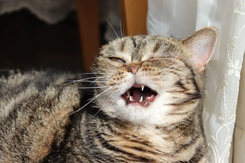 Can Cats Catch Colds?