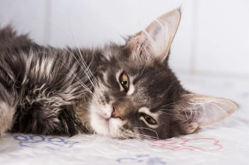 How to Tell if Your Cat Is Sick: Signs & Symptoms