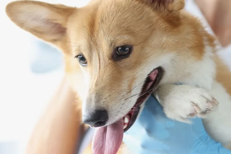 Broken Jaws in Dogs: Causes & Treatments