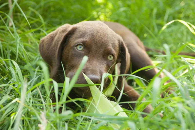 Giardia in Dogs